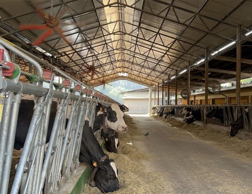 immagine di mucche nella stalla che mangiano fieno